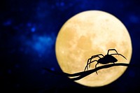 Spider silhouette over a full moon