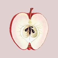 Vintage red apple vector cut in half fruit