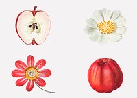 Fruit and flower psd vintage set hand drawn illustration