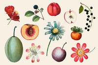 Fruit and flower psd vintage set hand drawn illustration