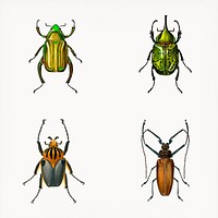 Vintage bug psd set, remix from artworks by Charles Dessalines D'orbigny