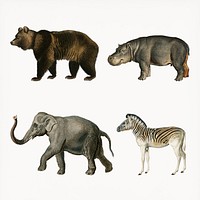 Vintage wild animal png set, remix from artworks by Charles Dessalines D'orbigny