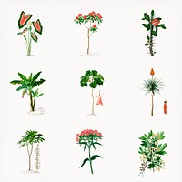 Vintage botanical psd hand drawn plant, remix from artworks by Charles Dessalines D'orbigny