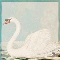 Swan frame png vintage detailed drawing