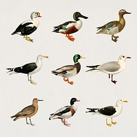 Vintage ducks mixed hand drawn bird collection