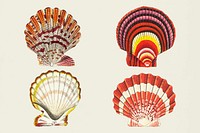 Colorful seashells vintage illustration clipart set