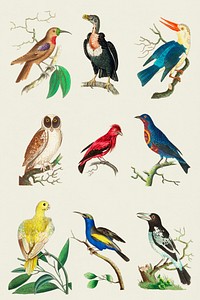 Colorful bird illustration collection psd