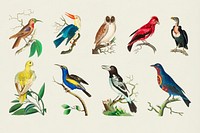 Vintage birds psd colorful collection