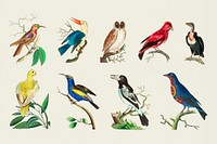 Vintage birds vector colorful illustration set