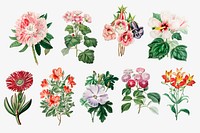 Summer flowers psd vintage botanical set