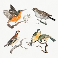 Hand drawn bird psd vintage illustration set