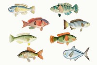 Hand drawn fish psd antique illustration set