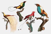 Vintage bird sticker psd hand drawn set