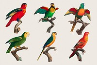 Parrot bird psd set illustration