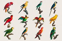 Parrot bird psd sticker set illustration