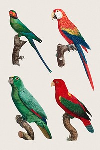 Psd vintage birds illustration collection