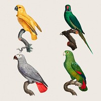 Vintage drawing parrots illustration psd