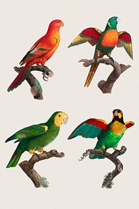 Classic birds illustration set psd