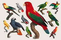 Parrot bird psd set illustration