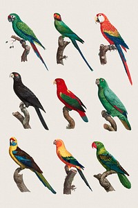 Psd parrots painting set iilustration