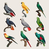 Exotic parrots drawing set psd