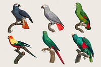 Parrot bird psd set illustration