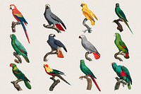 Parrot bird psd sticker set illustration