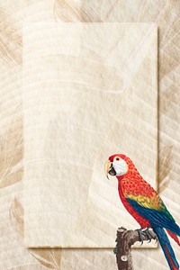 Macaw bird psd brown background design space