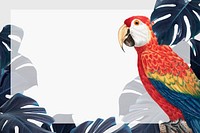 Scarlet macaw bird psd monstera frame