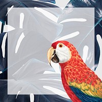Scarlet macaw bird psd monstera leaf frame