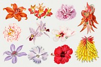 Blooming flowers illustration psd close up collection
