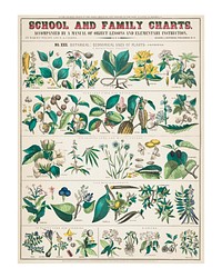 Plant family art print poster, vintage school and family charts, No. XXII wall decor, remixed from the artwork of Marcius Willson and Norman A. Calkins