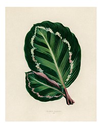 Green leaf art print, vintage Rose Painted Calathea (Maranta illustris) wall decor, enhanced from the artwork of Marcius Willson and Norman A. Calkins