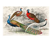 Oliver Goldsmith bird painting, printable Common Peacock, Ringed Pheasant, Horned Pheasant, and Silver Pheasant vintage wall art