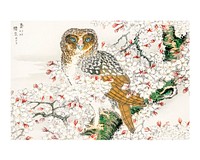 Numata Kashu owl woodblock print, vintage Short-eared Owl and Cherry Flower painting from Pictorial Monograph of Birds vintage Japanese wall art decor