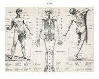 Human body, vintage wall decor, painting illustration, remixed from the artwork of Larousse, Pierre; Augé and Claude