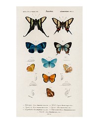 Butterflies vintage art print (1806-1876) by Charles Dessalines D' Orbigny. Digitally enhanced from our own 1892 edition of Dictionnaire Universel D'histoire Naturelle.