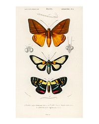 Collection of moths poster (1806-1876) by Charles Dessalines D' Orbigny. Digitally enhanced from our own 1892 edition of Dictionnaire Universel D'histoire Naturelle.