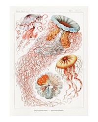 Jellyfish art print, vintage artwork (1904) by Ernst Haeckel. Original from Library of Congress. Digitally enhanced by rawpixel.