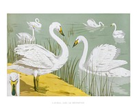 Swans wall art, vintage painting (1897) by Maurice Pillard Verneuil. Original from the The New York Public Library. Digitally enhanced by rawpixel.