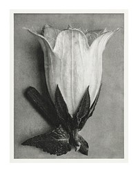 Karl Blossfeldt poster, printable Bellflower photography (1928). Original from The Rijksmuseum. Digitally enhanced by rawpixel.