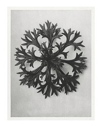 Karl Blossfeldt poster, printable Saxifrage plant photography (1928). Original from The Rijksmuseum. Digitally enhanced by rawpixel.