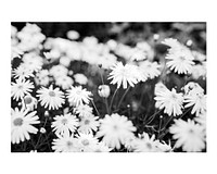 Aesthetic daisy flower art print, monotone wall decor