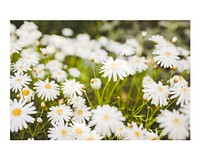 Aesthetic daisy flower art print, wall decor