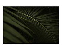 Palm leaf texture art print, wall decor