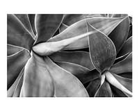 Succulent art print, macro shot, monotone wall decor