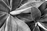 Succulent background, leaf macro shot, monotone