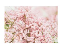 Aesthetic pink flower art print, wall decor