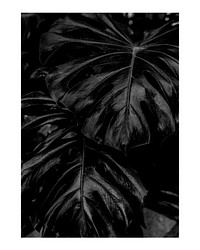 Monstera leaf art print poster monotone, wall decor