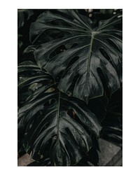 Monstera leaf art print poster, wall decor